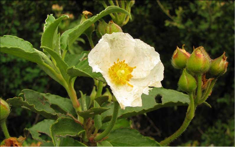 Cistus_laurifolius3_SP