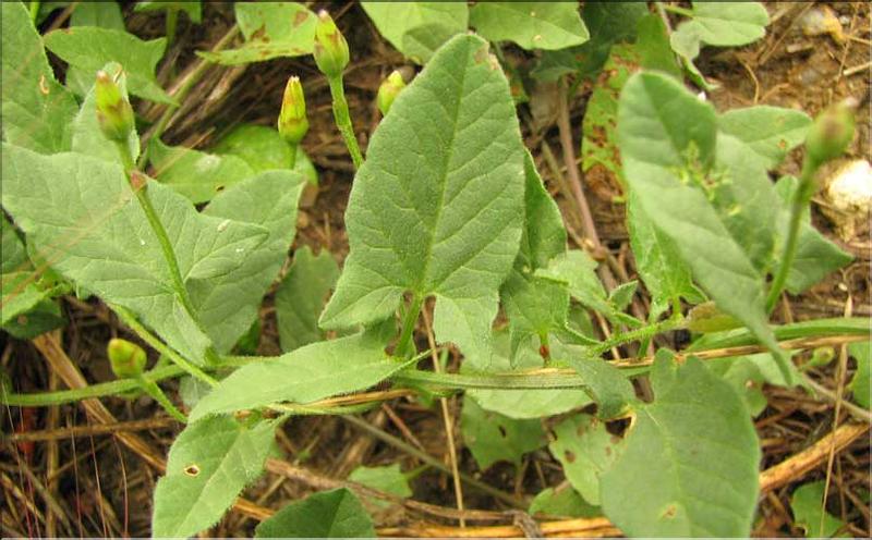 Convolvulus_arvensis1_SP