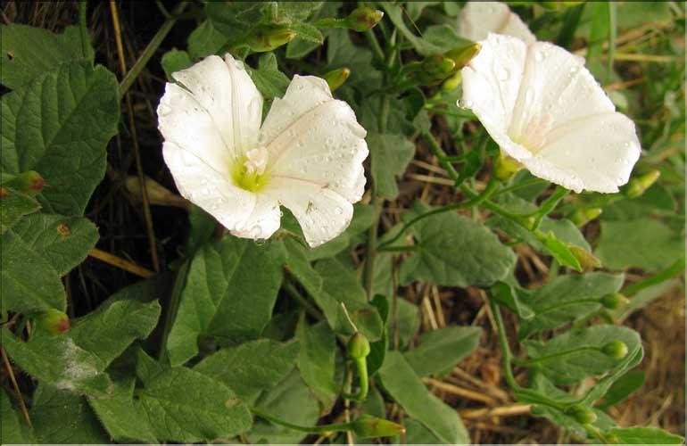 Convolvulus_arvensis2_SP