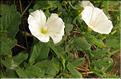 Convolvulus_arvensis2_SP