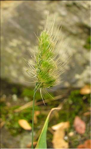 Cynosurus_echinatus1_SP