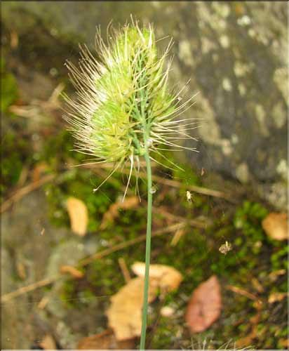 Cynosurus_echinatus_SP