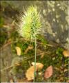 Cynosurus_echinatus_SP