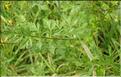 Daucus_carota1_SP