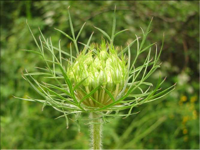 Daucus_carota2_SP