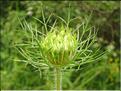 Daucus_carota2_SP