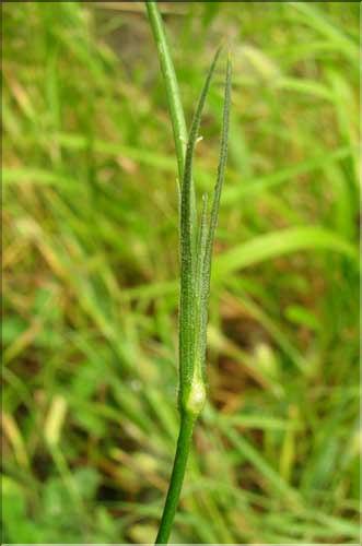 Dianthus_armeria1_SP