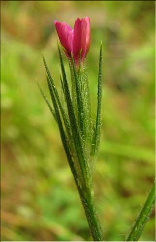 Dianthus_armeria2_SP