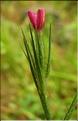 Dianthus_armeria2_SP