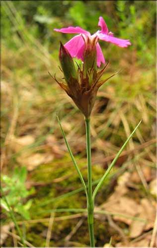 Dianthus_carthusianorum2_SP