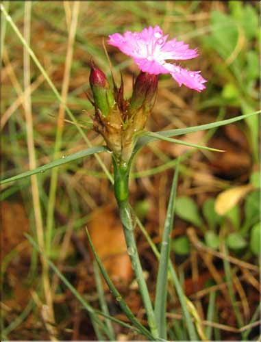 Dianthus_carthusianorum4_SP