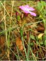Dianthus_carthusianorum4_SP