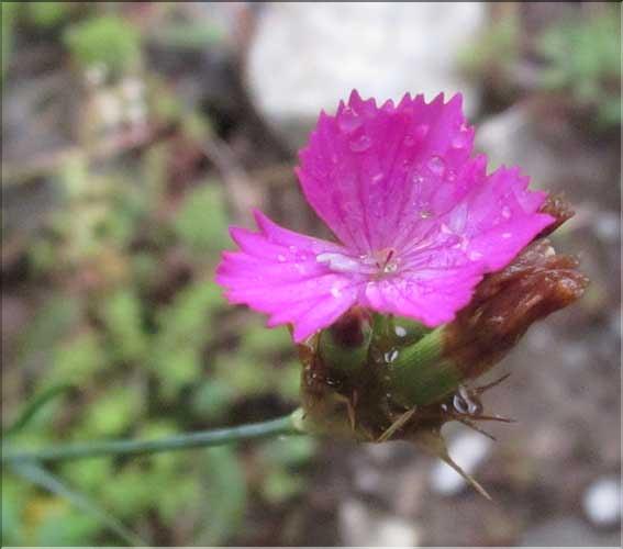 Dianthus_carthusianorum_MB