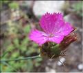 Dianthus_carthusianorum_MB