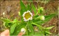 Erigeron_annuus_SP