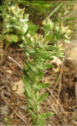 Filago_pyramidata1_SP