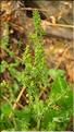Galium_maritimum_SP
