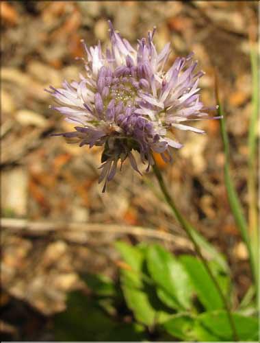 Jasione_montana_SP