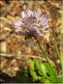 Jasione_montana_SP