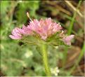 Knautia_collina3_SP