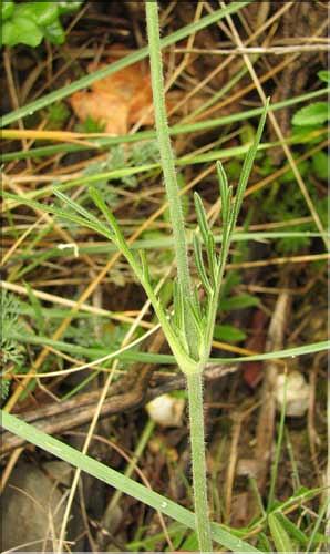 Knautia_collinai2_SP