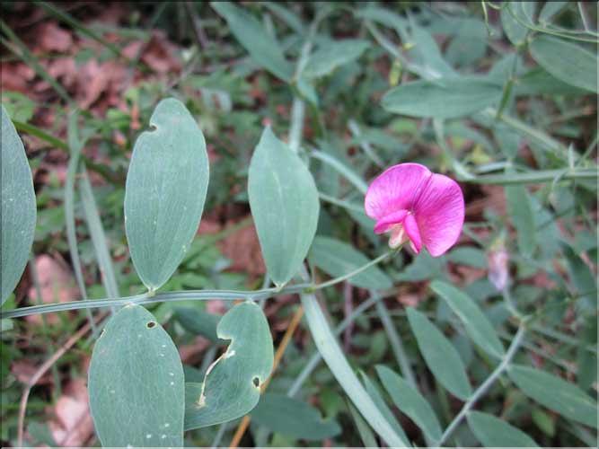 Lathyrus_cirrhosus1_MB