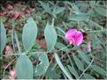 Lathyrus_cirrhosus1_MB