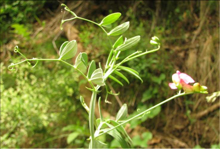 Lathyrus_cirrhosus2_SP