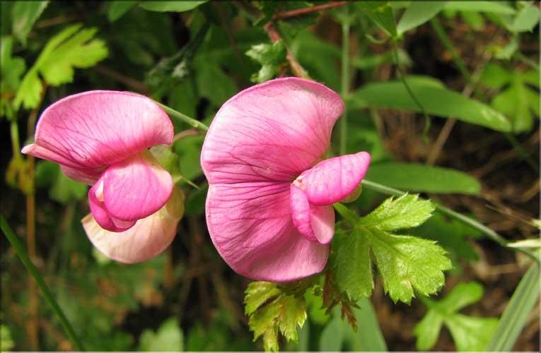 Lathyrus_cirrhosus3_SP