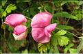 Lathyrus_cirrhosus3_SP