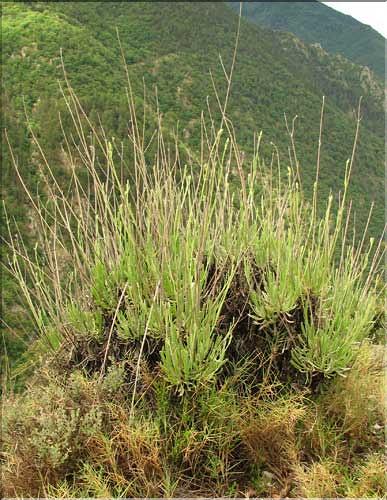 Lavandula_latifolia1_SP