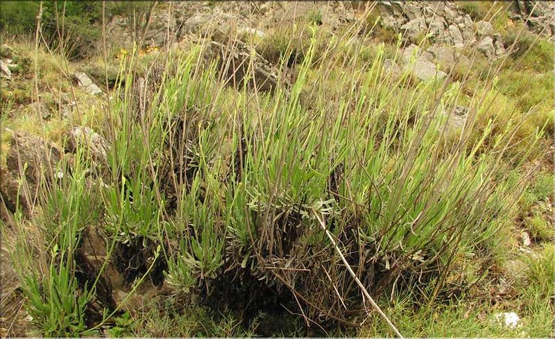 Lavandula_latifolia2_SP