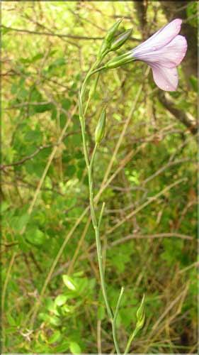 Linum_narbonense1_SP