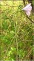 Linum_narbonense1_SP