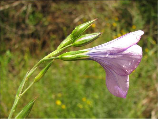 Linum_narbonense2_SP