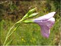 Linum_narbonense2_SP