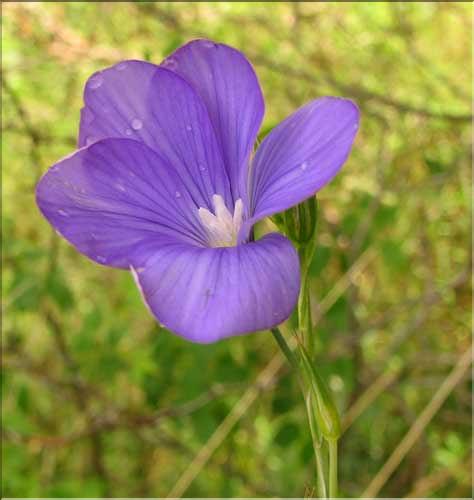 Linum_narbonense5_SP