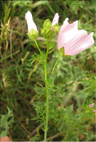 Malva_moschata2_SP