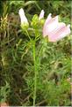Malva_moschata2_SP
