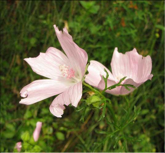 Malva_moschata3_SP