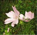 Malva_moschata3_SP