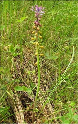 Muscari_matritensis1_SP