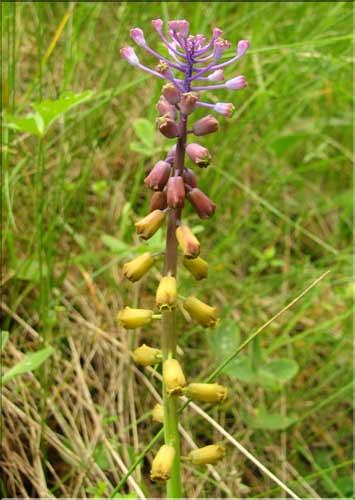 Muscari_matritensis2_SP