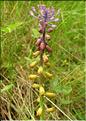 Muscari_matritensis2_SP