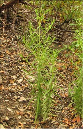 Odontites_viscosus1_SP