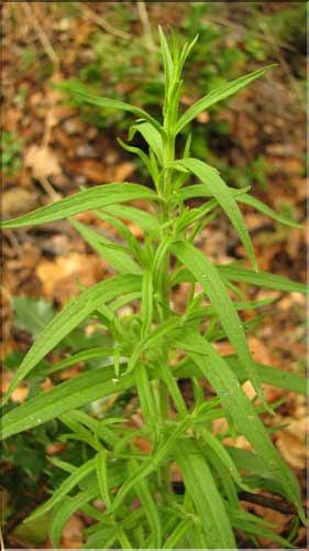 Odontites_viscosus3_SP