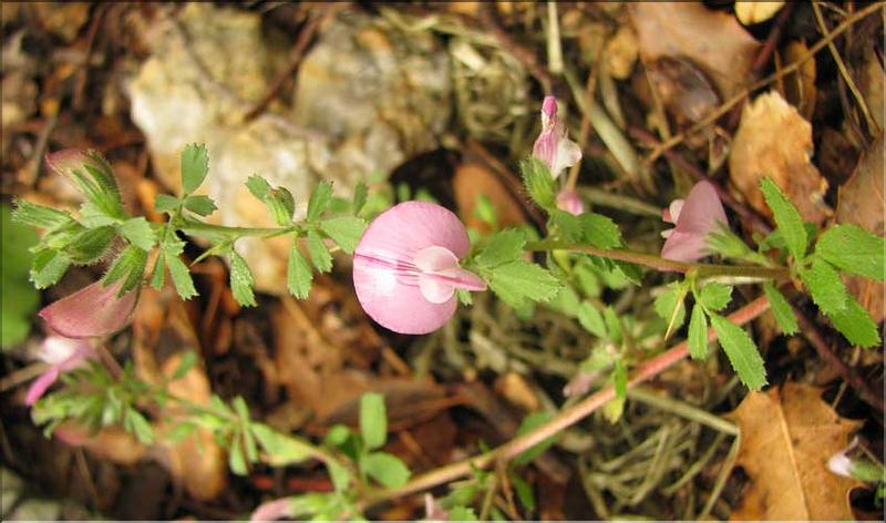 Ononis_spinosa1_SP