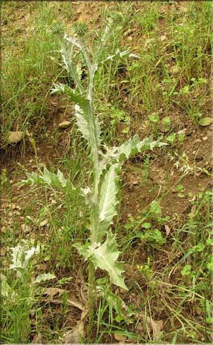 Onopordum_acanthium1_SP