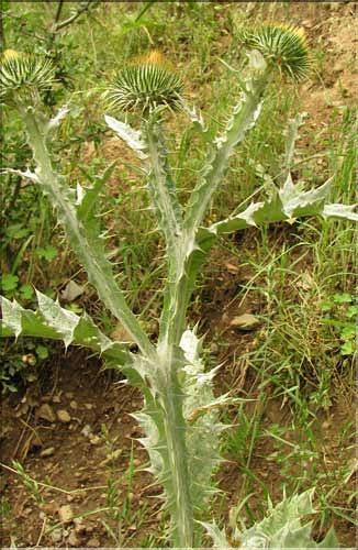 Onopordum_acanthium2_SP