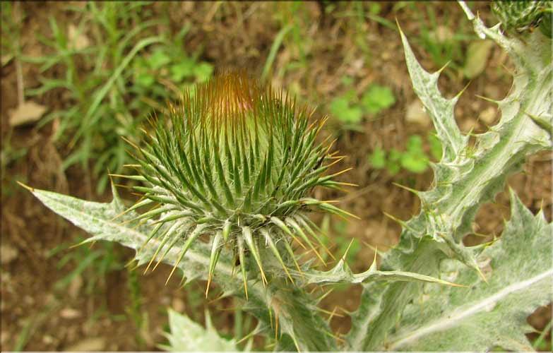 Onopordum_acanthium3_SP